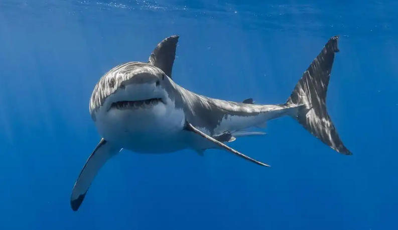 广州朋有商标代理有限公司轮播图2